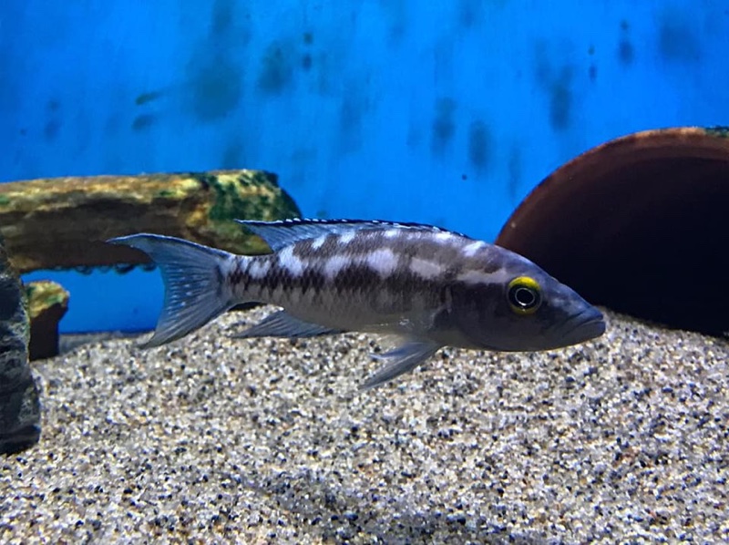 Neolamprologus buescheri 'Chituta Bay'